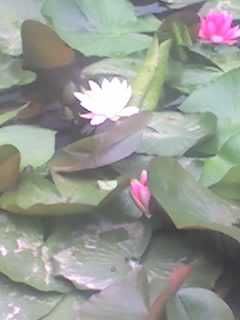 Декоративные Водоемы для содержания рыбы из алюкобонда.