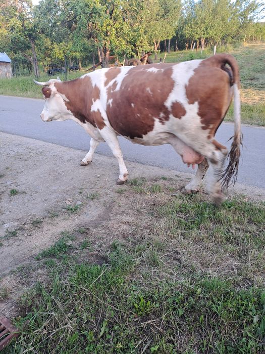 Vaca de gestanta de vanzare