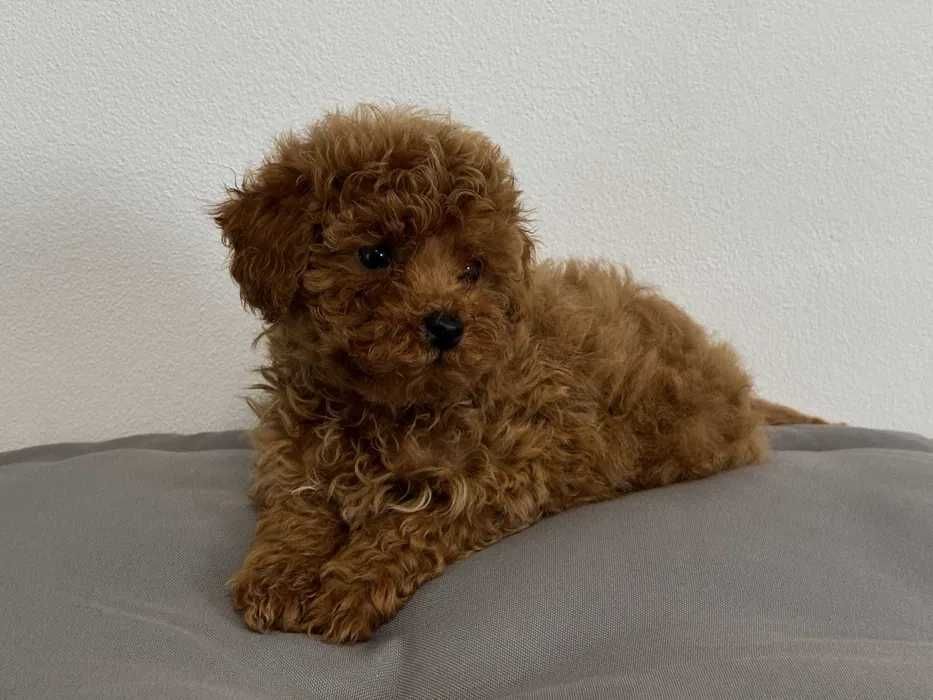 Pudel/Poodle/Caniche Toy Red