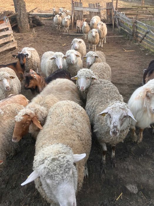 Vand 50 oi tigai si 2 berbeci