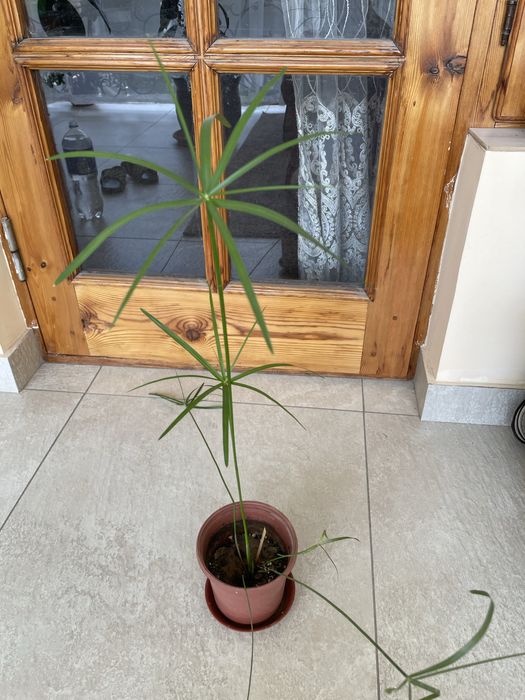 Циперус домашнее ростение