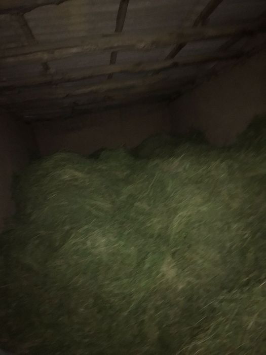 Таза жоңышқа сатылады