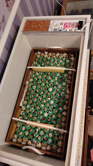 Яйца инкубационные ПЕРЕПЕЛОВ!!!