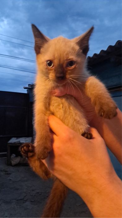 Отдам Котят В Добрые Руки
