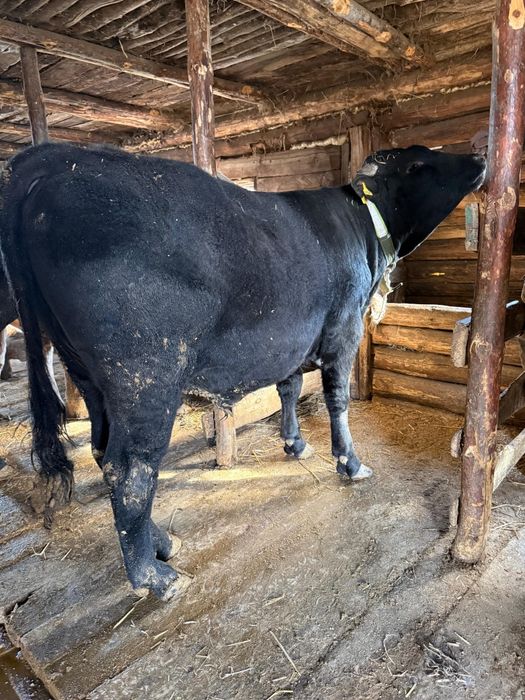 Продам бычков с откорма