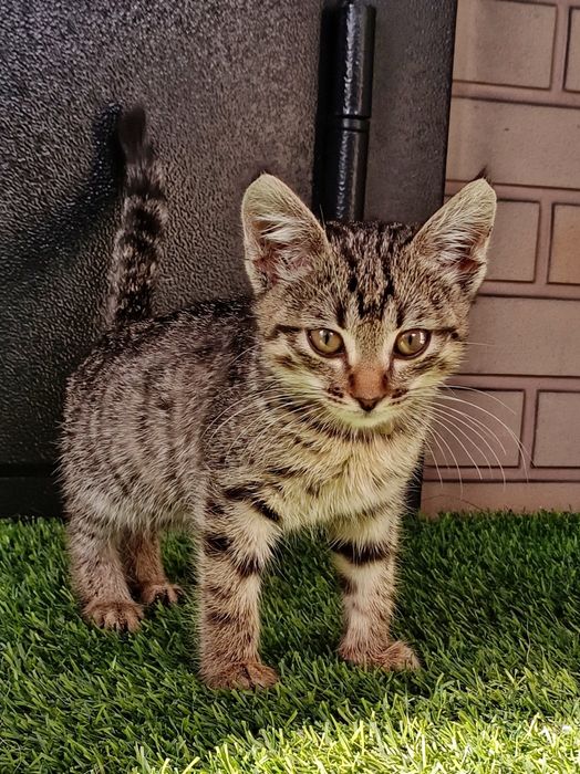 Котенок 1.5 мес девочка ищет дом, камышовая, короткошерстная
