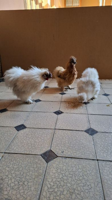 Шолк хўроз тўвуқ сотилади