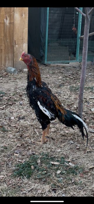 Дакан бойцовый чисто кров