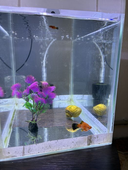 Продаются аквариумы