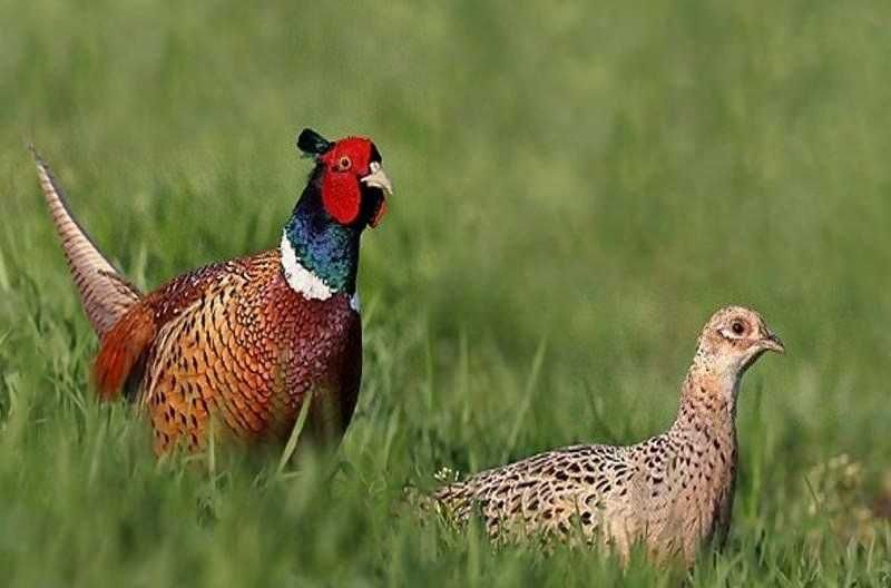 кавказский фазан сотилади