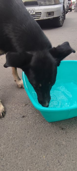 Нужен дом для прекрасной Беллы