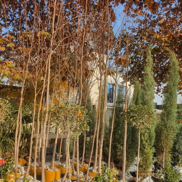 Лола дарахти lola daraxti тюльпаны дерево