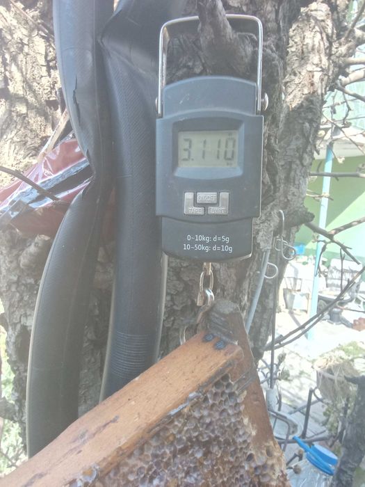 Пчелни рамки с мед ДБ