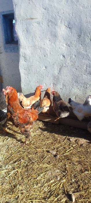 Продам молодых петухов