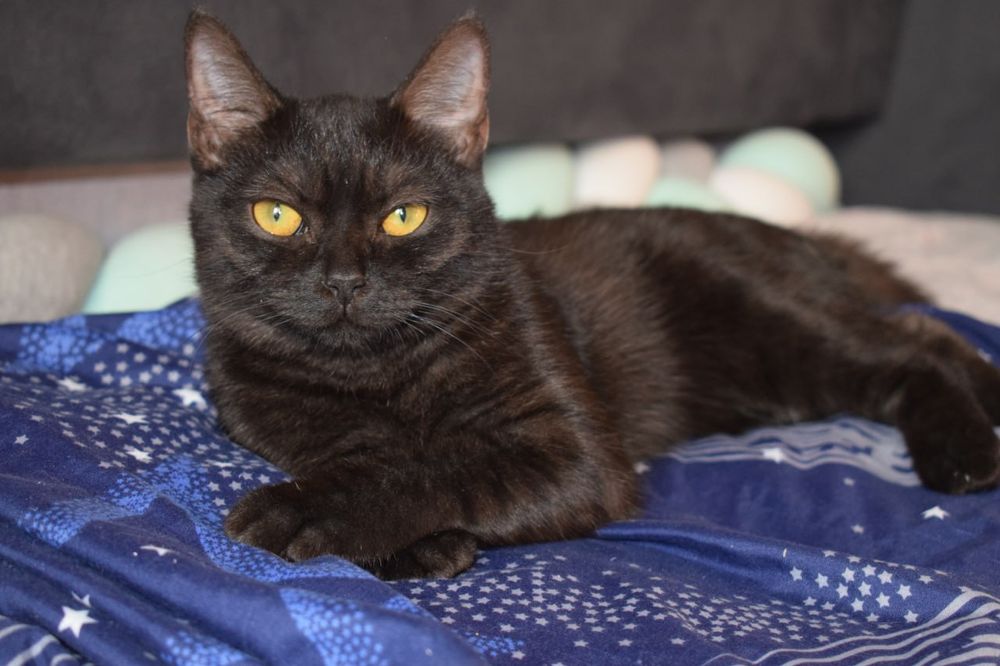 Отдам кошку в добрые руки