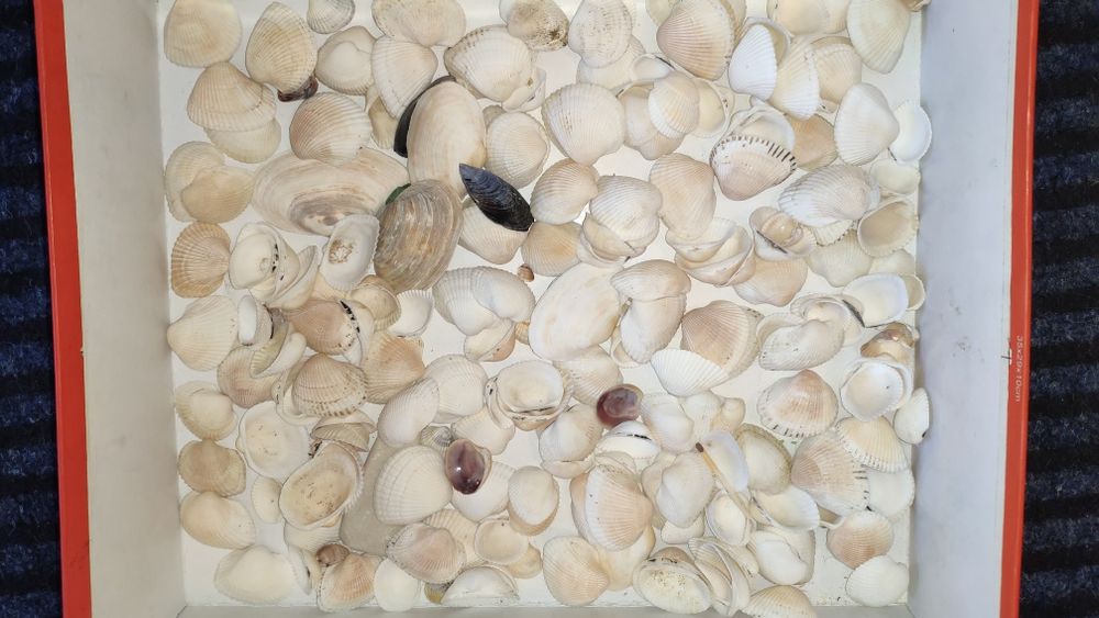 Ракушки с Азовского моря