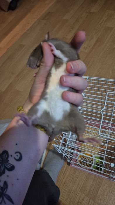 Продам крысу срочно