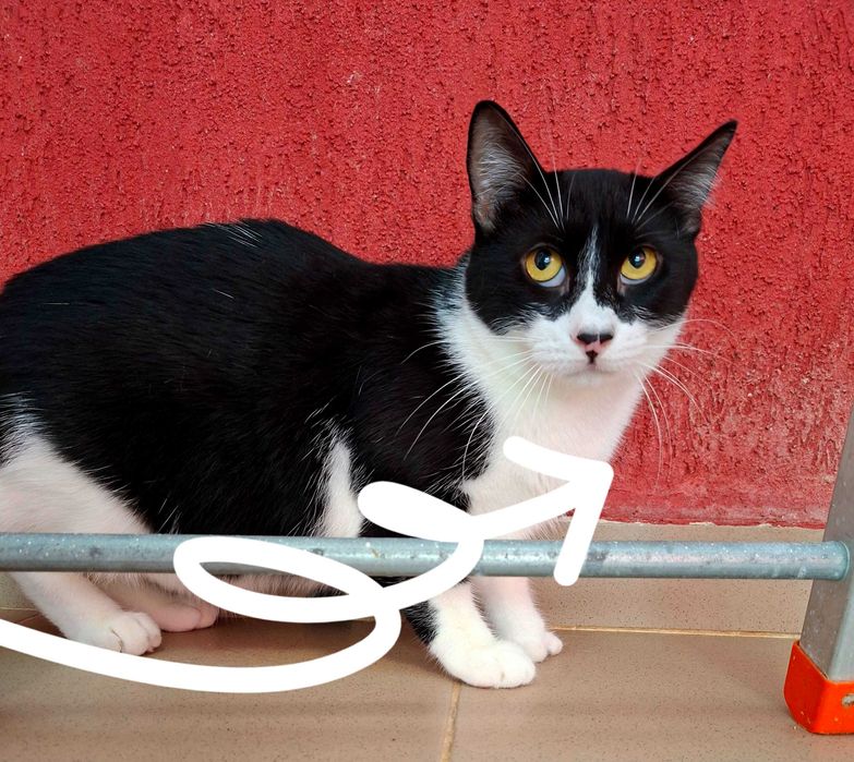 Adoptie pisica castrata