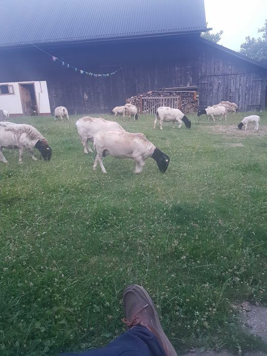 Oi dorper de vanzare