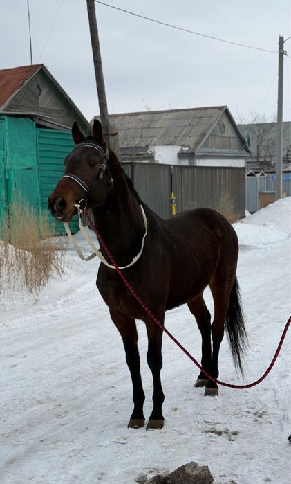 Жеребец чистокровный Американец! Красавец!