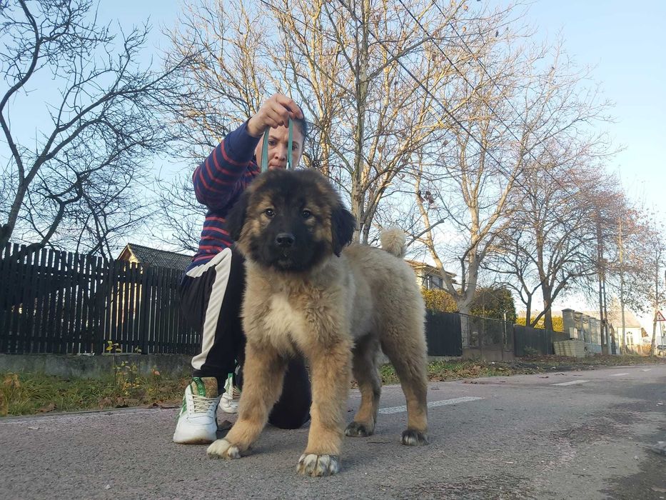 Femela ciobanesc caucazian cu pedigree