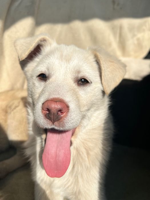 Отдам щенков в хорошие руки