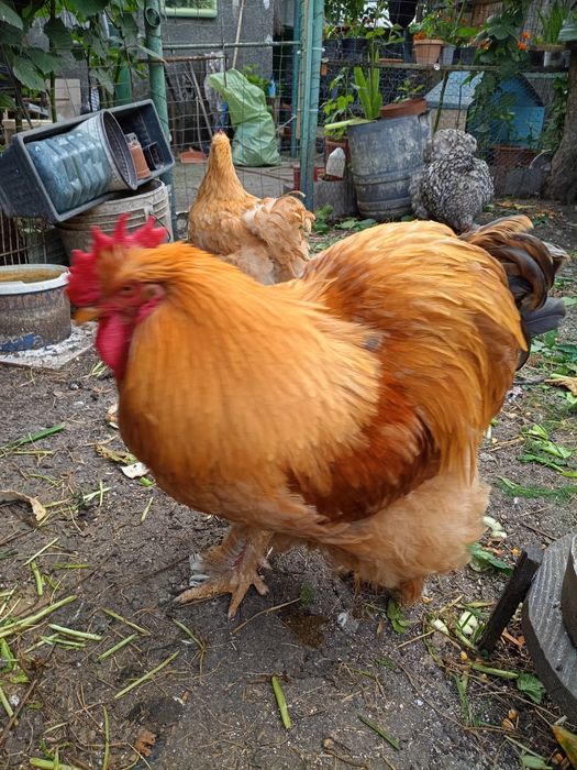 Vând cocos  conchinchina uriaș.