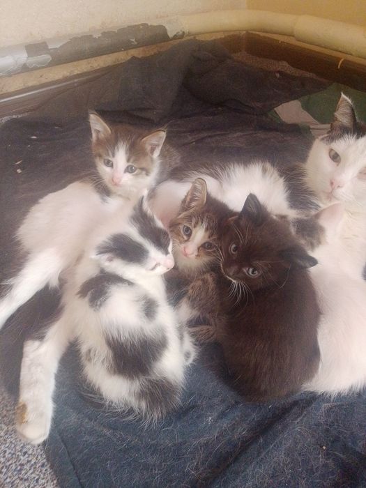 Отдаю котят в добрые руки
