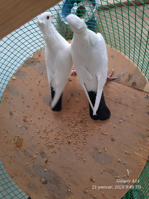 голуби на продажу