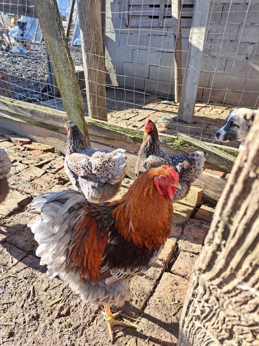 Vind ouă de găini de rasă Wiandotte albastru auriu 10 lei