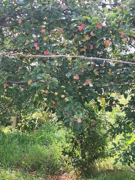 Продам дачу на массиве Солнечная долина