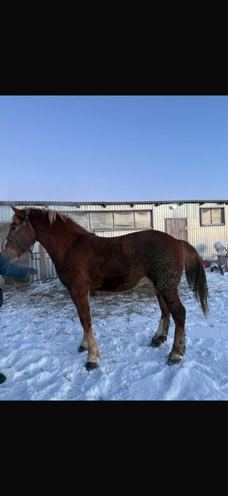 Жеребчик полторашка.