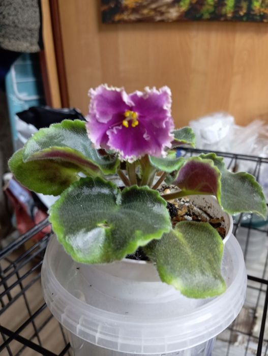 Нежная фиалка продам