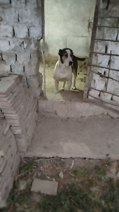 Urgochi alabay sotiladi malchik linya