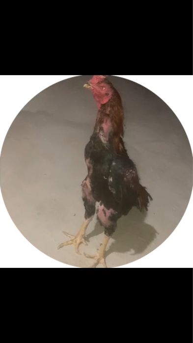 Dakan xoroz sotiladi