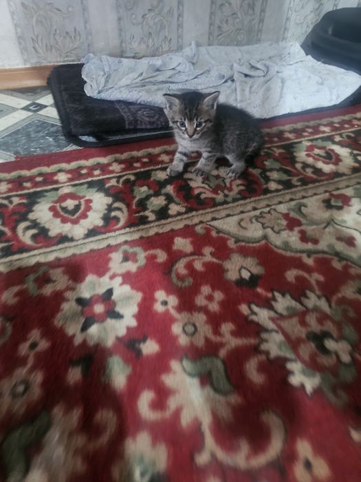 Отдам котят,котёнка