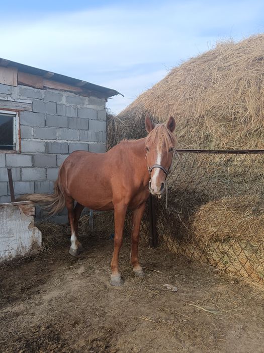 Продам кобылу, 6 лет