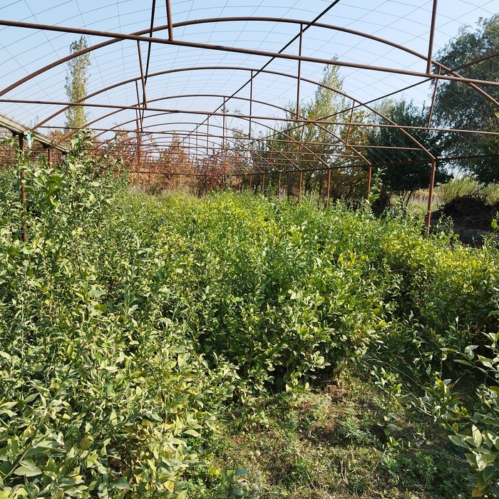 Limon   apelsin  mandarin koʻchatlari sotiladi