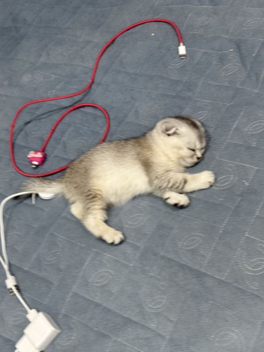 Котёнок Скоттиш Фолд вислоушка