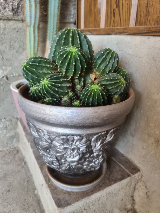 Кактус вместе с горошком