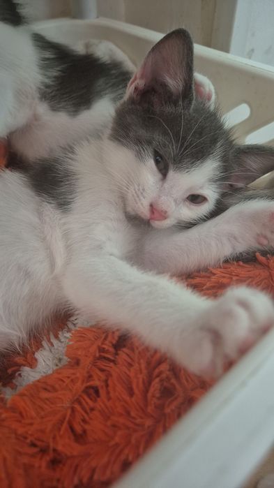 Pui de pisica spre adoptie
