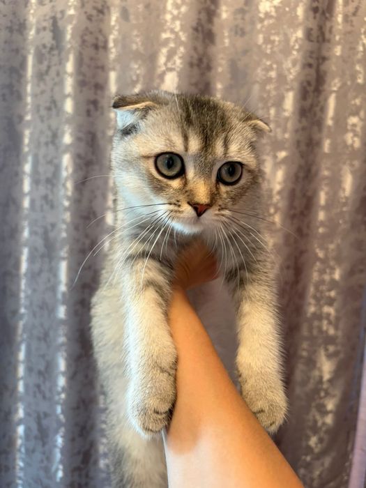 Максим самый ласковый в мире котик