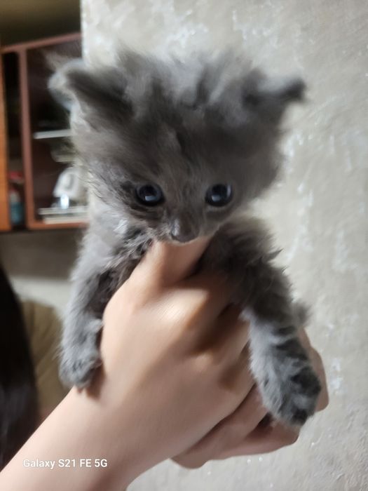 Отдам котят в хорошие руки