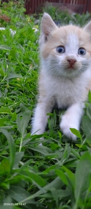 Очень красивые котята крысоловки