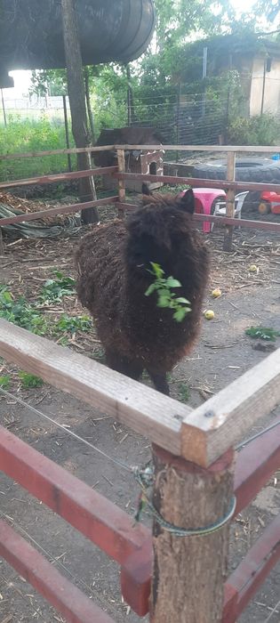Alpaca de vanzare
