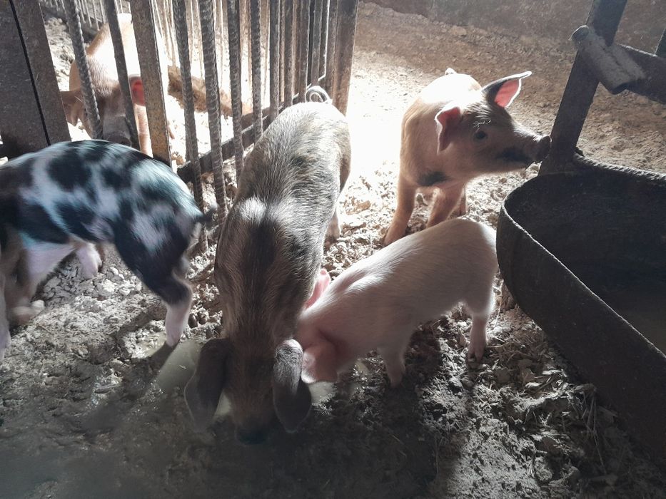 Продам поросят 1.5 месяца