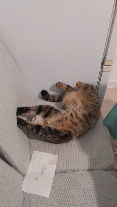 Кошка есть 1годный