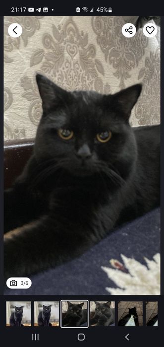 Парода скотиш фолд и  бритиш страйт