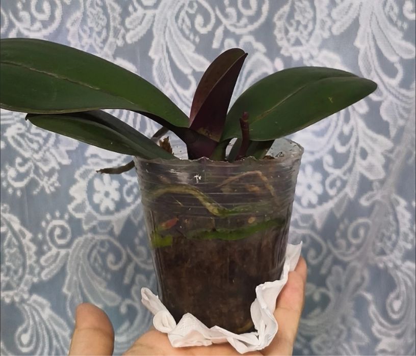 Орхидеи, Детки Орхидеи