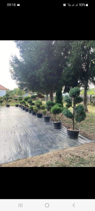 Bonsai exterior și plante ornamentale cu forme speciale – gamă premium